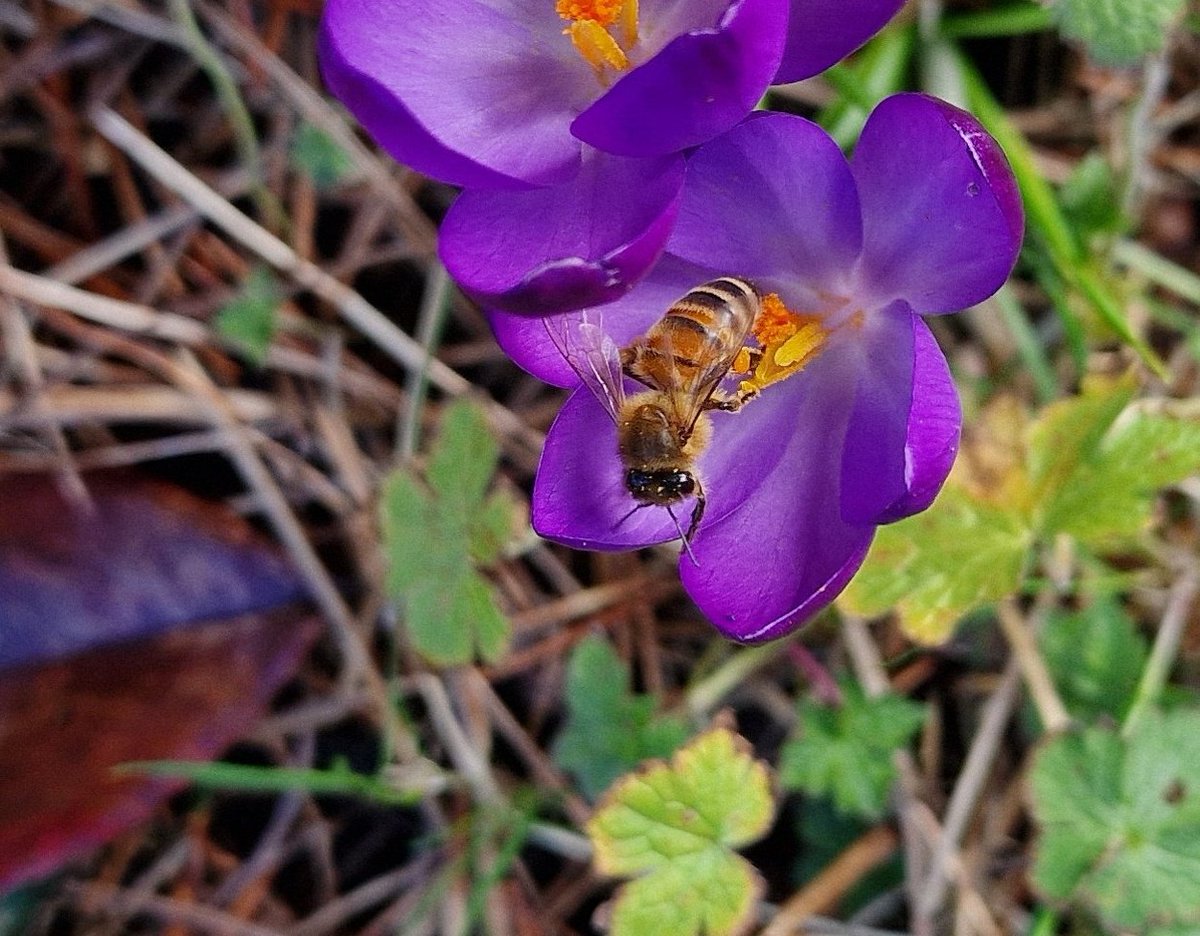 A bee, having a lovely time.