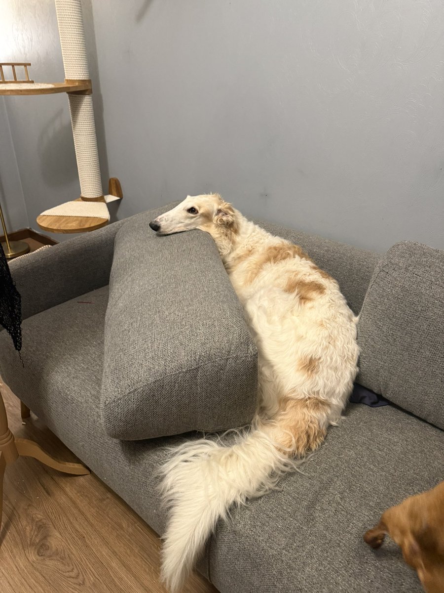 Купила пушистую подушку на диван, а она линяет