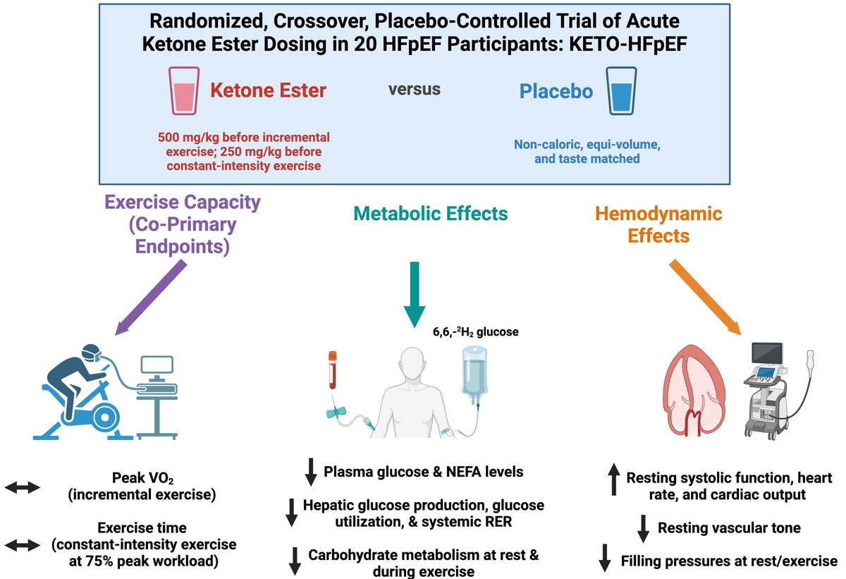 Senthil Selvaraj, MD, MS, MA (@senthil_selv) on Twitter photo In KETO-HFpEF, we integrated CPET, echo, lung US, tonometry, metabolites, isotope tracer, & leg MRI. Ketone ester didn't ⬆️ exercise, despite ⬇️filling pressure & glucose use at rest/exercise
Simpub #ACC25 #JACCHF
🙏 #PZamani <a href="/MarguliesLab/">Margulies Lab</a> &team
<a href="/PennCardiology/">Penn Cardiology</a> <a href="/DukeHeartCenter/">Duke Heart</a> In KETO-HFpEF, we integrated CPET, echo, lung US, tonometry, metabolites, isotope tracer, & leg MRI. Ketone ester didn't ⬆️ exercise, despite ⬇️filling pressure & glucose use at rest/exercise
Simpub #ACC25 #JACCHF
🙏 #PZamani <a href="/MarguliesLab/">Margulies Lab</a> &team
<a href="/PennCardiology/">Penn Cardiology</a> <a href="/DukeHeartCenter/">Duke Heart</a>