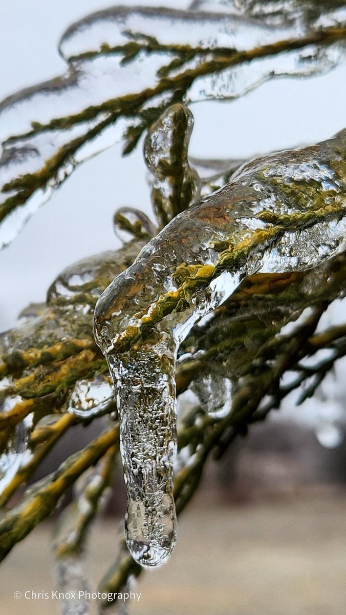 Taking advantage of a bad situation. Freezing rain glamming up the vegetation. 
Dundonald, Ontario 

#onstorm #shareyourweather