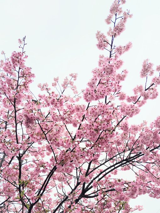もう満開を過ぎて散り始めている雨天のヨウコウザクラ
今年は咲いて散るのが早い気がする🌸
#桜 