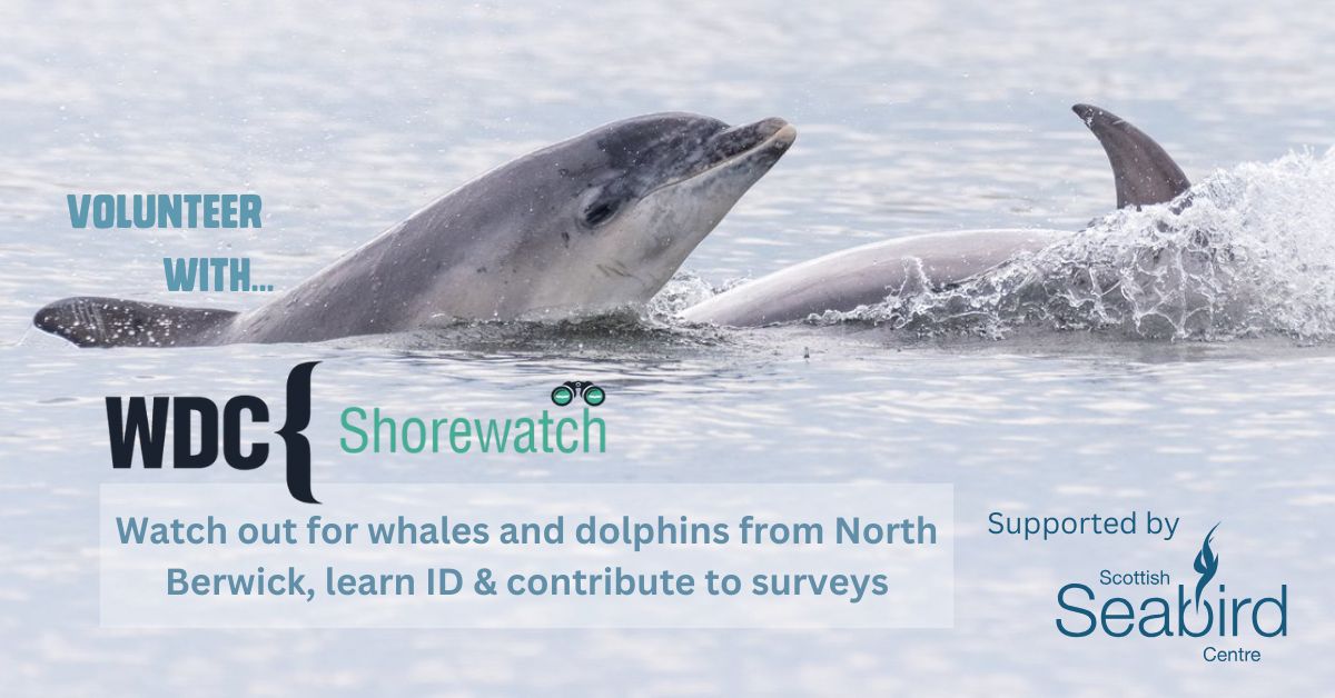 SeabirdCentre's tweet photo. We’re proud to support a @whalesorg #Shorewatch site in North Berwick!
WDC Shorewatch is a network of volunteers trained up to monitor cetaceans at sites around the Scottish coastline, raising awareness & capturing vital data to protect these amazing species🐬
📷©️J McDermaid https://t.co/HLRND49mp1