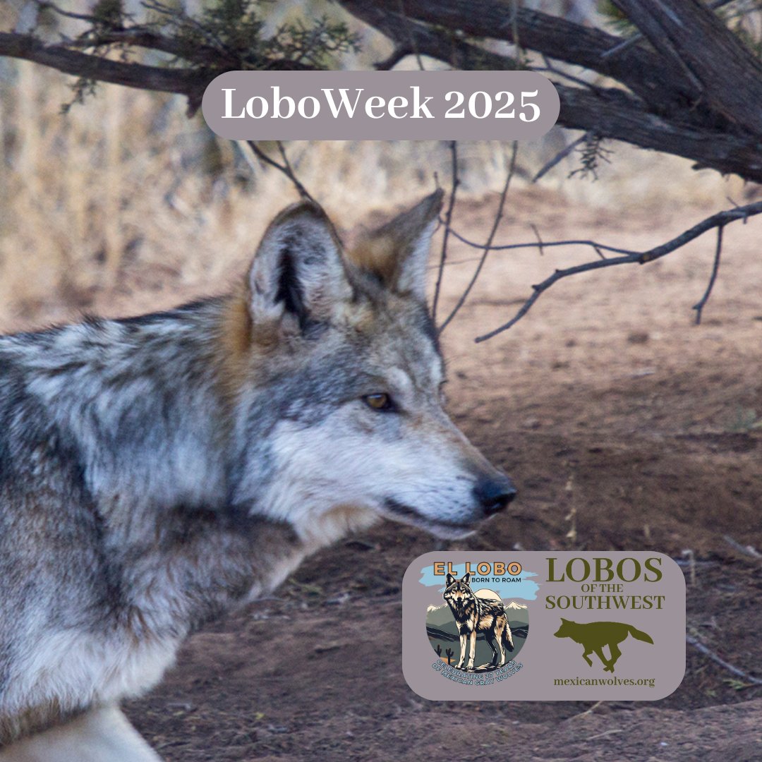 MexicanWolves's tweet photo. On March 29, 1998, lobos were released to the wild after a 30+ year absence. Happy 27th anniversary to the comeback kids who demonstrate resilience, courage to push boundaries in search of freedom, and hope for a home to call their own. More at https://t.co/Gqm53Rwom7.
#LoboWeek https://t.co/aTjWY44Bs6