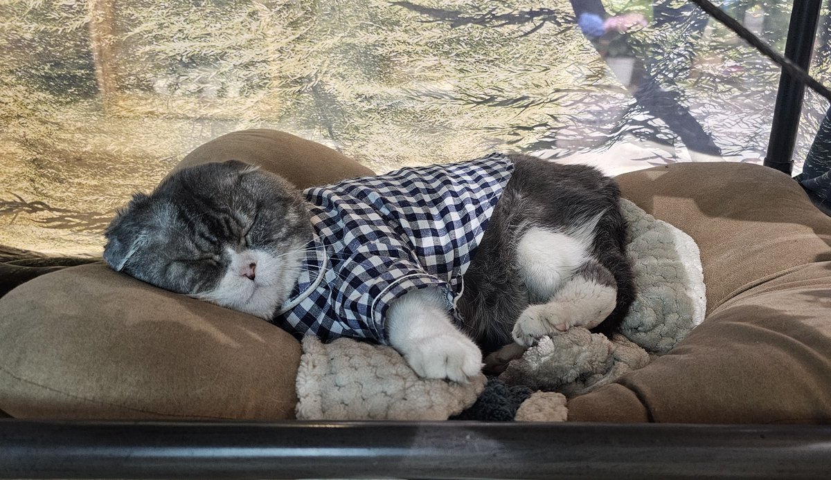 hy__jh97's tweet photo. 이호원으로 가득한 꽃집이 이렇게 아름답다니....천국이였어요💐🐈️ 아쉽게도 화분은 구매 못했지만 드라이 플러워를 선물해주신 사장님 너무 감사하고 준비해주신 @HOYADAY_328 님 예쁜 추억 만들어주셔서 감사합니다 고생많으셨습니다🙇‍♀️ 동행해주셨던 홀리분들도 너무 감사해요 든든했어요💜 https://t.co/VPbu3sc0vD