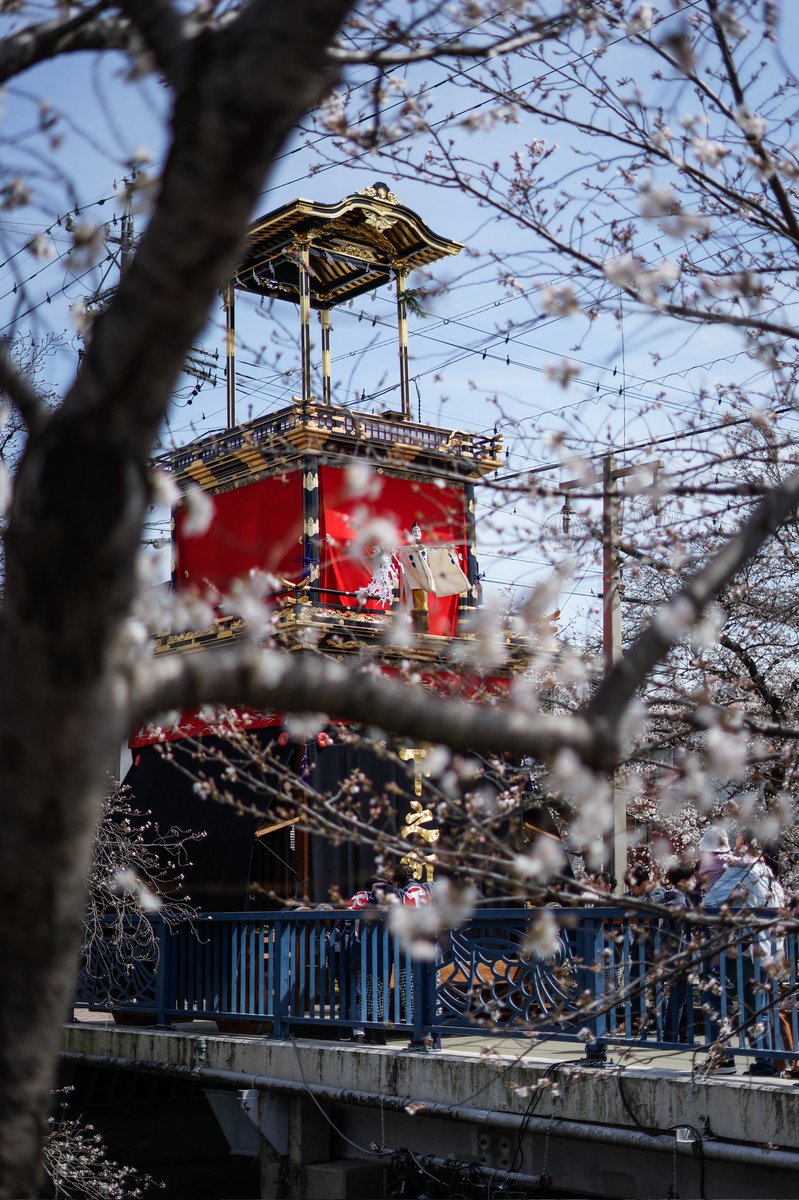 in_the_movie's tweet photo. やっぱり春は祭りだぜ。
#桜
#からくり人形
#岩倉桜まつり
#愛知県
#岩倉市
#2025年
#cherryblossom
#japan
#aichi
#iwakura
#α7ii https://t.co/STKnvi9gN6