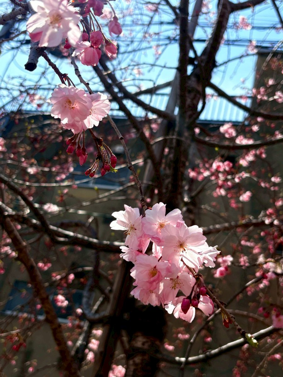 桜🌸綺麗でした。春生まれなのもあるけど
春が好き。桜と薔薇は特に好きなんだよね🫶
アクスタ綺麗に撮れん写真センスまじ無い笑笑