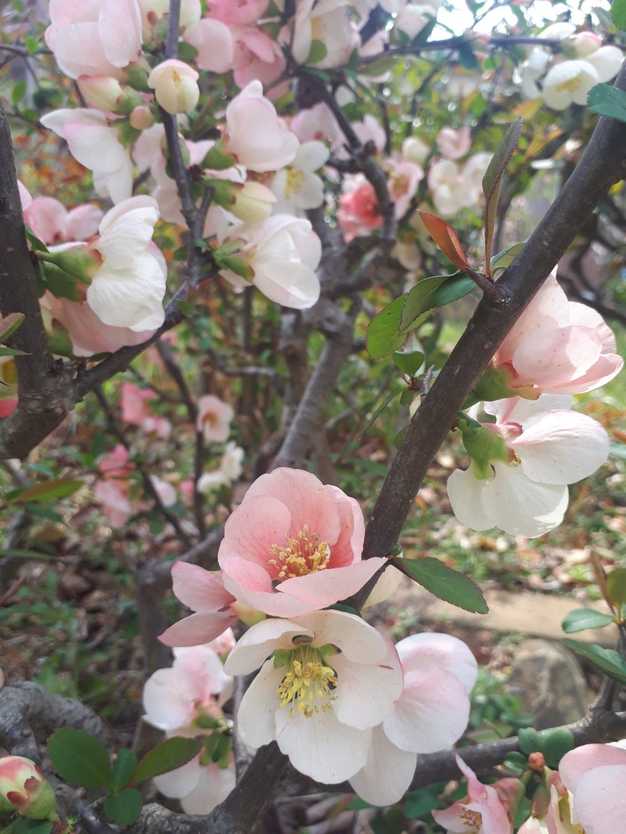 tanzakutaro's tweet photo. #俳句
木瓜の花　我が主役と　言ひにけり https://t.co/H6W3BYS3rt
