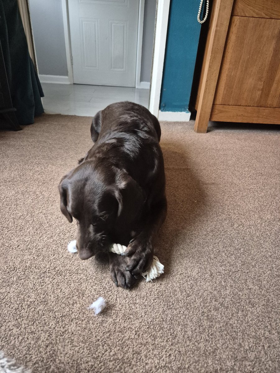Hey <a href="/AldiUK/">Aldi Stores UK</a>, Bilbo loves your 'indestructible' dog toy he had 36 minutes ago and says can he do some till work to earn more cash for more toys 🧸 🥰 #DogsOfTwitter