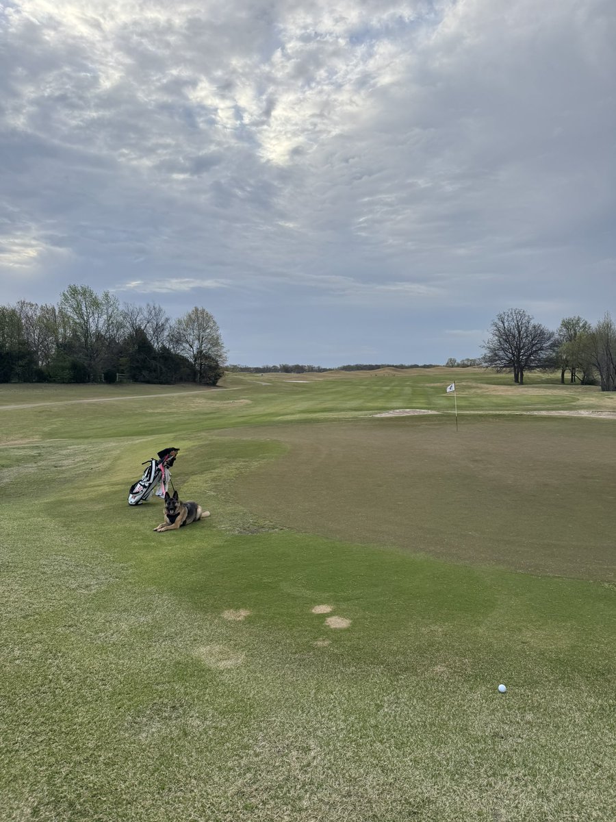 68shooter's tweet photo. Light rain and windy conditions meant Sadie and I had the golf course to ourselves this morning. 
#IWasUnavoidablyDetained
#BigHitterTheLama
#YouTakeDrugsDanny
#YoureATremendousSlouch
#ILikeYouBetty https://t.co/NG7B7A2kGz