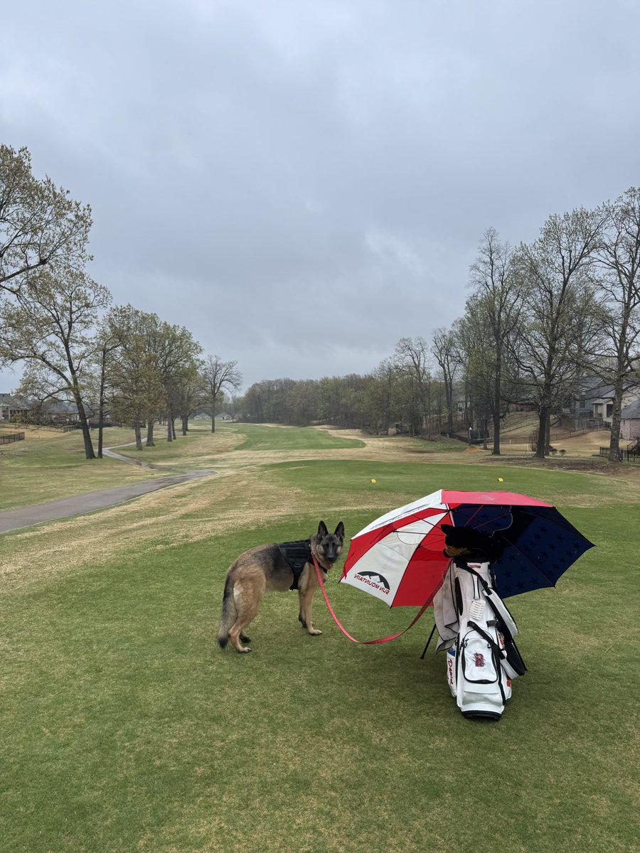 68shooter's tweet photo. Light rain and windy conditions meant Sadie and I had the golf course to ourselves this morning. 
#IWasUnavoidablyDetained
#BigHitterTheLama
#YouTakeDrugsDanny
#YoureATremendousSlouch
#ILikeYouBetty https://t.co/NG7B7A2kGz