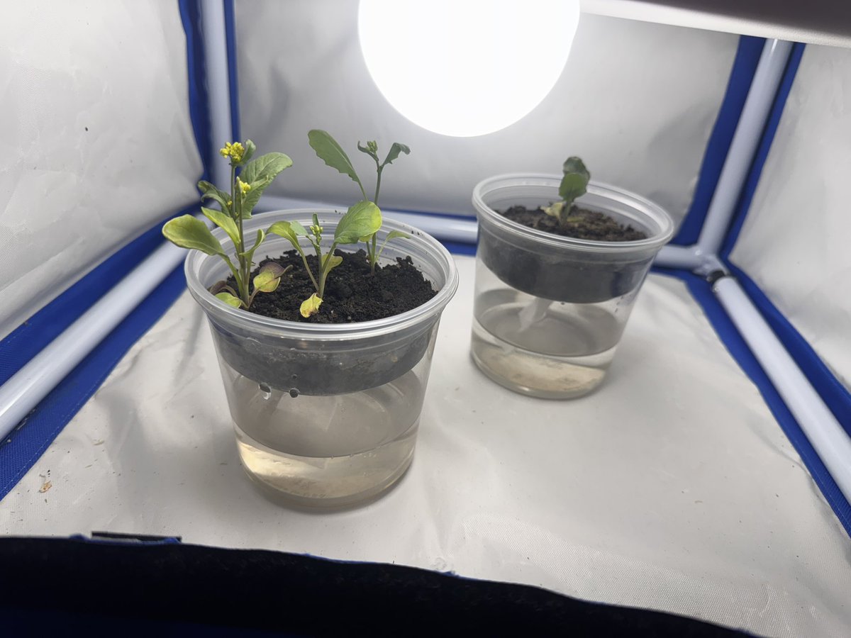 math_mskaspar's tweet image. 2nd grade science is in full bloom this spring!! 🌼 #cfisdscience