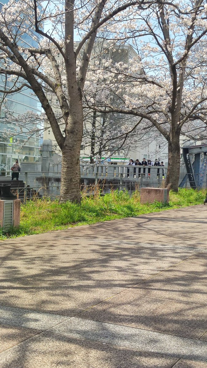 k103073's tweet photo. 桜日和　
おにぎり持って花見
天気も良く見頃でした

#桜日和 https://t.co/Bsk2KzUaFX