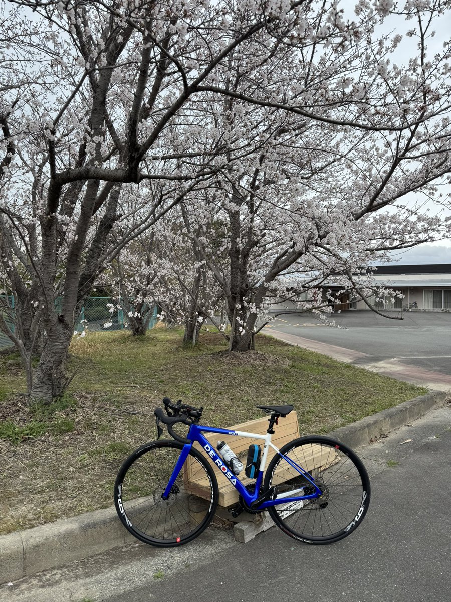 ラーメン食いの後のロード…
しばらく乗ってなかったので…
じぇんじぇん駄目でした…
しかし桜の季節、綺麗でした…