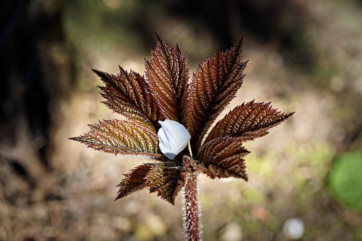 PEKHTography's tweet photo. Rodgersia's leaves are like a well-groomed beard—impressive and a bit mysterious
#Rodgersia #Nature #Bloom #Garden #Plant #Flower #Botany #Leaves #Spring #Growth #Petals #Flora #Beauty https://t.co/jawuecxduG