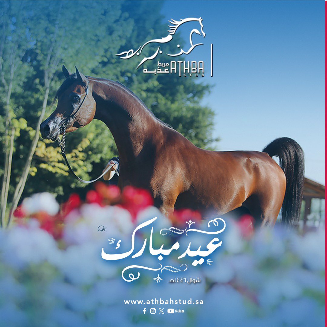 مربط عذبه (@athbah_stud) on Twitter photo 