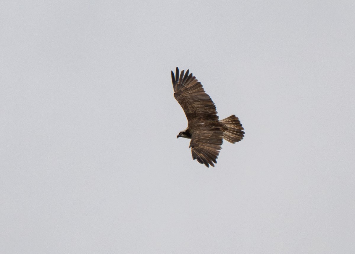 Brian Gallagher tweet media