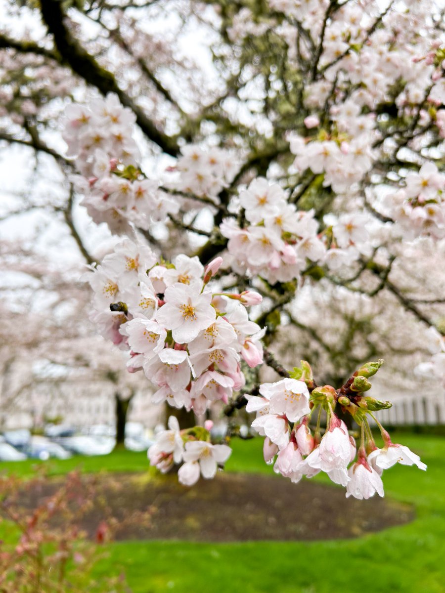 Campus isn’t just in bloom-it’s full of stories, connections, and care.🌟 Start your adventure and join the celebration! Learn more at loom.ly/6xIPFKI 🌸
#CapitolCampus #WAleg #OlympiaWA #CherryBlossomSeason #PNW