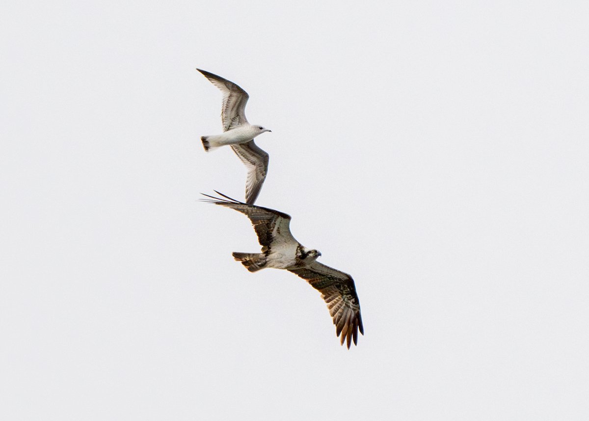 Brian Gallagher (@bgallaghercoll) on Twitter photo An Osprey hunting and harassed by gulls, out over the Clyde at Langbank this morning <a href="/Clydebirding/">Clyde Birding</a> An Osprey hunting and harassed by gulls, out over the Clyde at Langbank this morning <a href="/Clydebirding/">Clyde Birding</a>