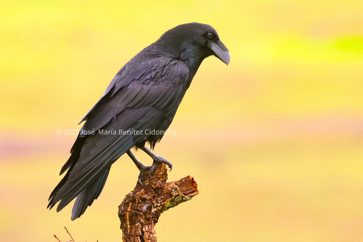 benitezjosem's tweet image. Una de las aves más inteligentes, el Cuervo grande. Es complicado fotografiarlo, tanto por su inteligencia y recelo, como por esos negros. En días nublados se aprecia mejor la textura y color de sus plumas, como en este ejemplar, que no estaba muy confiado y no me quitaba ojo.