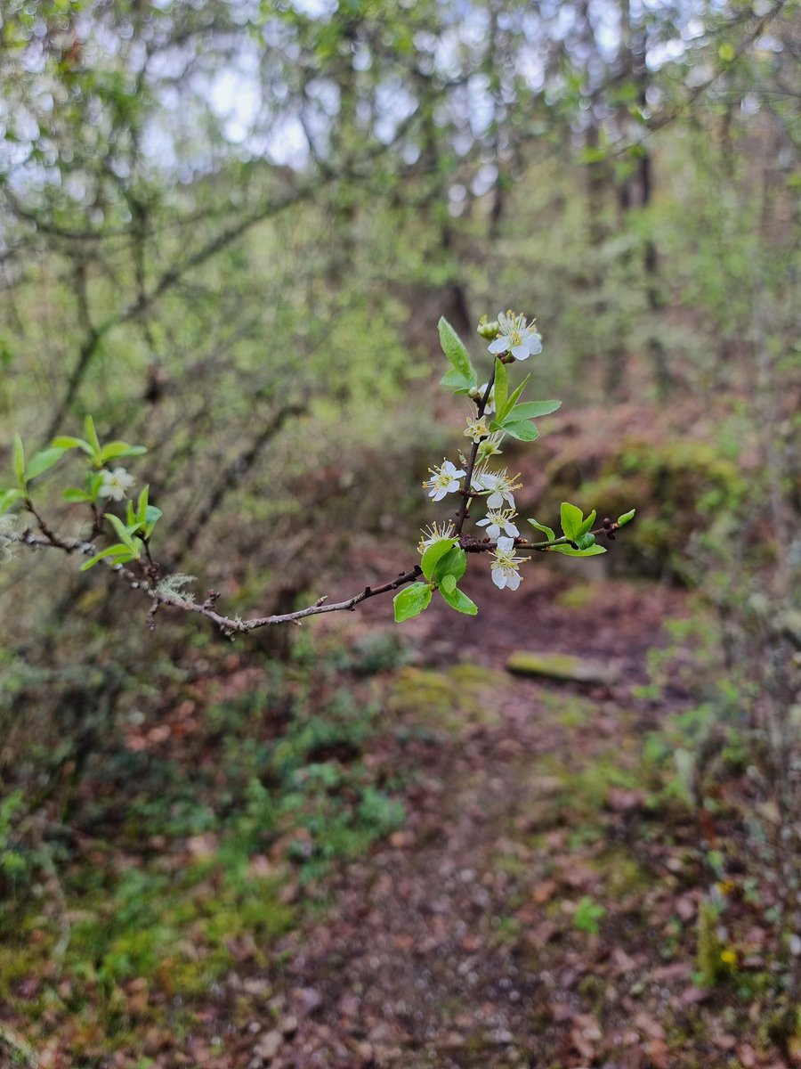 🌸Flor do #abruñeiro (Prunus spinosa).

🔸️O abruñeiro ou murgueiro, en Ridimoas forma unha sebe que medra paralela ao camiño que cruza o bosque, en zonas de claros, evitando a competencia pola luz.
#flora #bidiversidade #ribeiro