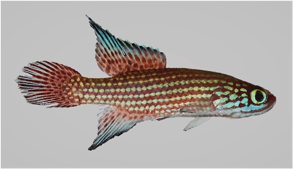 #NewSpeciesAlert - 𝐶𝑎𝑚𝑝𝑒𝑙𝑙𝑜𝑙𝑒𝑏𝑖𝑎𝑠 𝑖𝑛𝑠𝑢𝑙𝑎𝑟𝑖𝑠. A new &amp; threatened species of internally inseminating seasonal killifish of 𝐶𝑎𝑚𝑝𝑒𝑙𝑙𝑜𝑙𝑒𝑏𝑖𝑎𝑠 endemic to a continental island in the Atlantic Forest, Brazil
50-day free access - sciencedirect.com/science/articl…