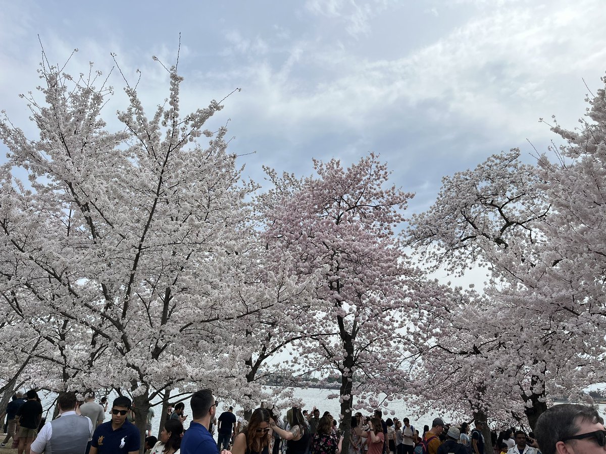 A wonderful coincidence that #ASPA2025 happens to overlap with peak bloom of the cherry blossoms in DC!