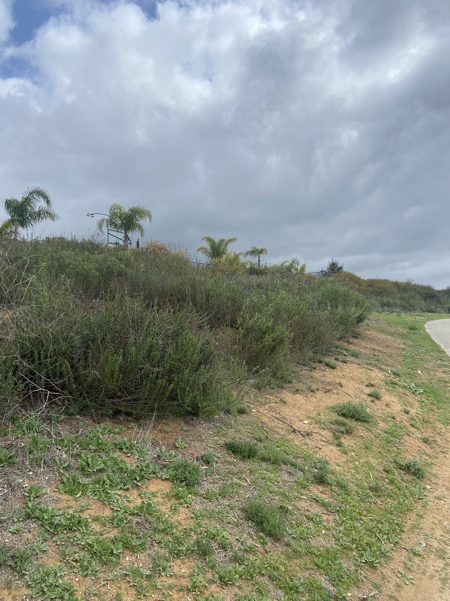 Context is everything! My son’s golf ball went into the bush. The rule official asked if he was going to THWACK the ball outta there. What a fun word! I knew exactly what he meant without ever having heard of the word, or is it even a word?