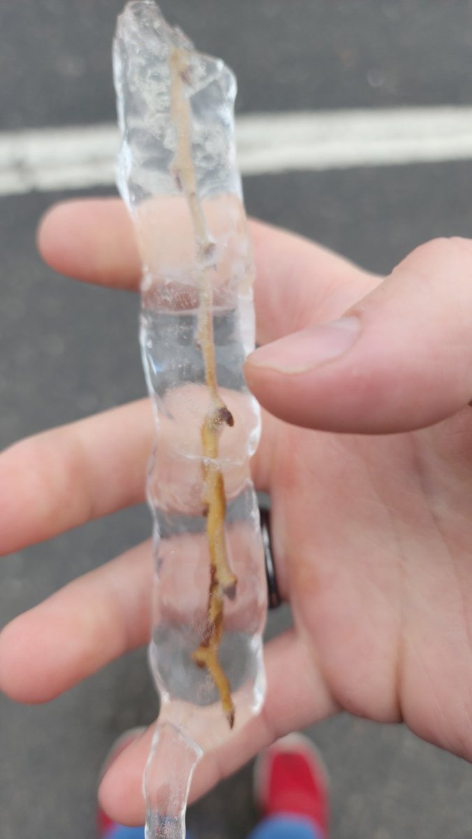 Very serious ice accretion near Bethany, Ontario (SW of Peterborough). Massive weight on trees here. #onstorm <a href="/ECCCWeatherON/">ECCC Weather Ontario</a>