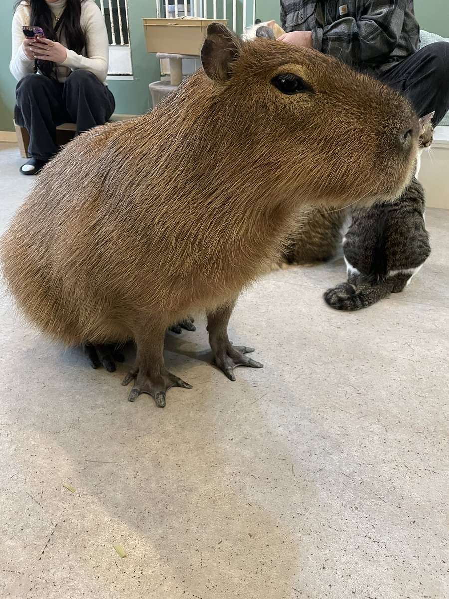 MissApples's tweet photo. I got to pet and feed a capybara 🥺
so polite and gentle 💕 https://t.co/vZREJe91dZ