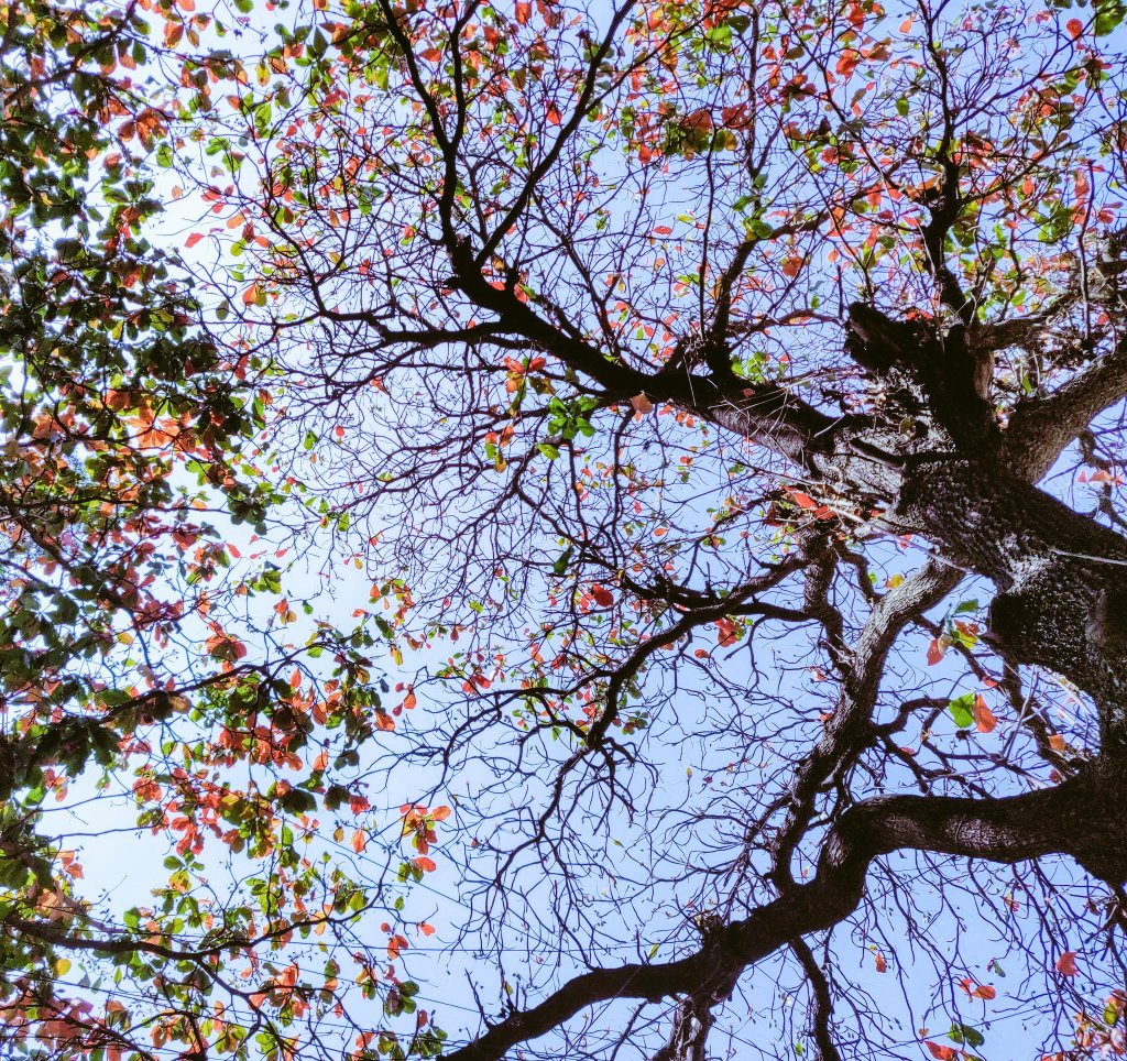 I threw a pebble in a brook
And watched the ripples run away
And they never made a sound
And the leaves that are green turn to brown

 I threw a pebble in a brook
And watched the ripples run away
And they never made a sound
And the leaves that are green turn to brown