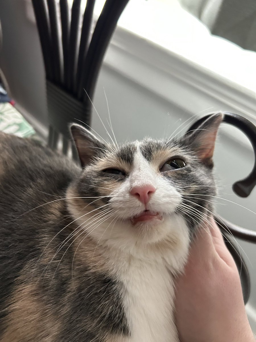 oreoeocat's tweet image. This one gets its own post because it made me laugh out loud