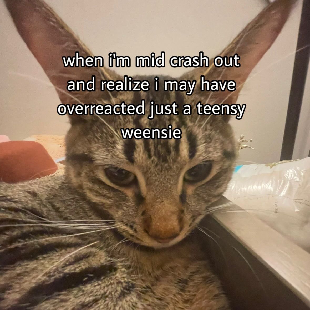 Punch Cat (@punchingcat) on Twitter photo 