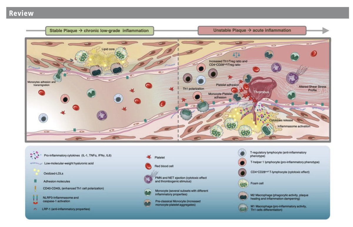 Beyond #LDL, #inflammation is a key driver of coronary atherosclerosis and #ACS risk. #Imaging tools provide valuable insights, and emerging #therapies are on the road. Optimal #timing and patient selection remain major challenges.     

heart.bmj.com/cgi/rapidpdf/h…