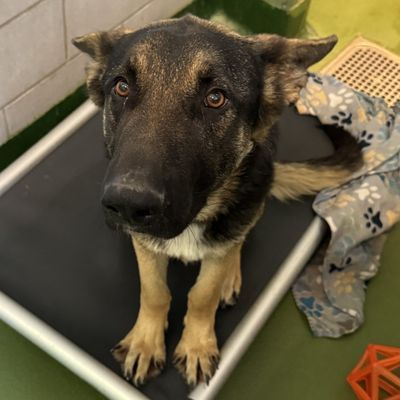 Suspense4568's tweet image. LAST CALL‼️GRAVE DANGER‼️
⚠️DIES TODAY 3/29 #DallasTX EMAIL NOW
DIRE NEED FOR FOSTER/ADOPT ANYWHERE‼️
✨Ennis #A1242770
2 YR SOCIAL SWEET #GermanSheperd GORGEOUS NO ONE HAS COME⌛️
WRITE URGENT IN SUBJECT LINE WITH🐕ID
ADOPT: dasadopt@dallas.gov
FOSTER: dasfoster@dallas.gov
#dfw