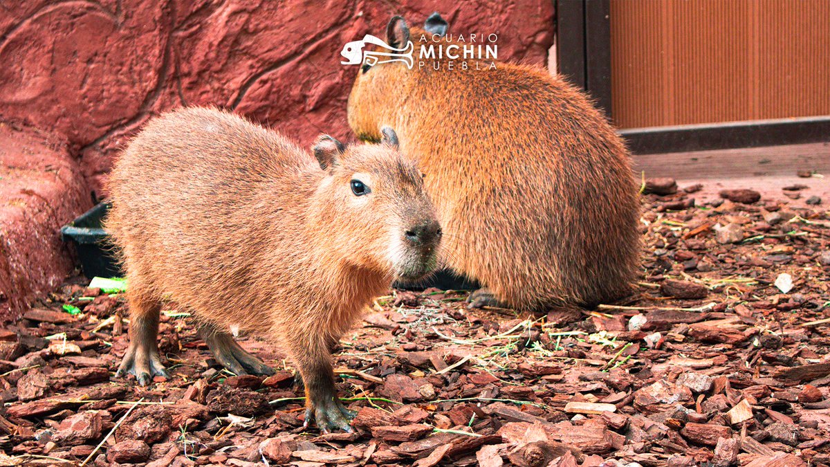 Acuario Michin Puebla tweet media