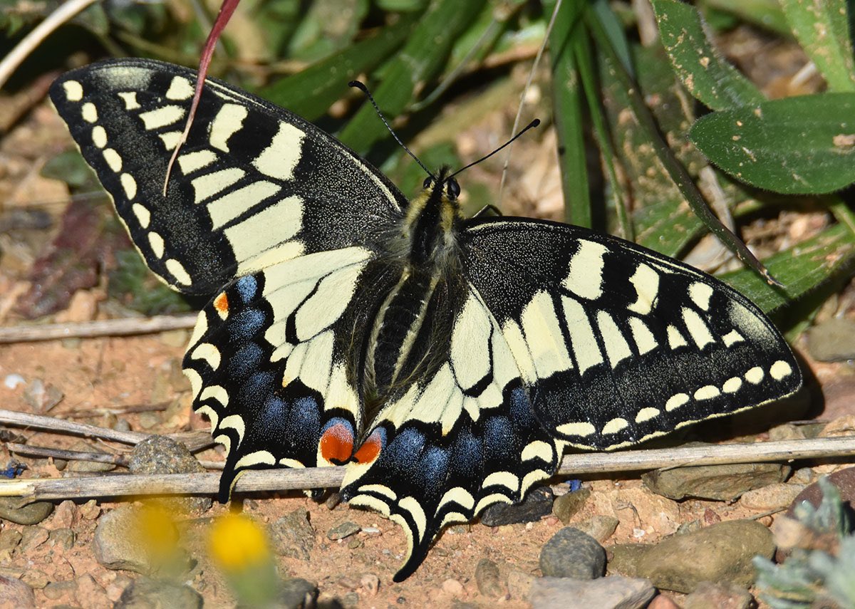 Avui, a Reus.
Papallona reina (Papilio machaon)