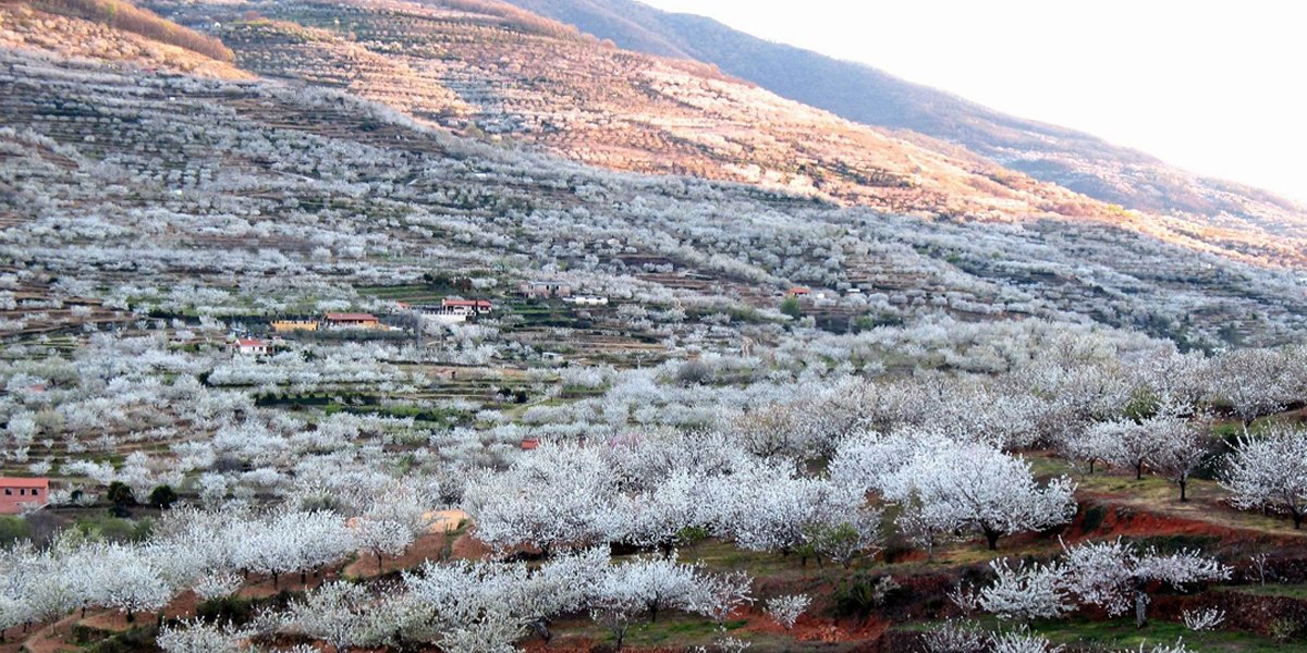 ¿Sabes lo que es la "nevada del Jerte"?

Se trata del fenómeno que se da cuando se empiezan a caer al suelo los pétalos de los cerezos. 

Hay que tener en cuenta que en el Jerte hay más de 1,5 millones de cerezos.