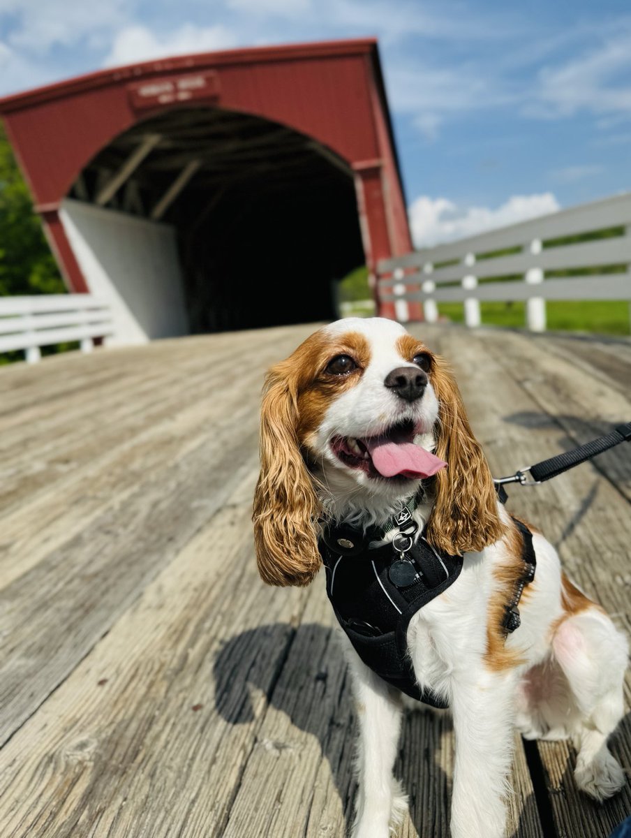 We're defrosting and ready for springtime walkies. 🐶

📸: Lukas Voss
📍: Madison County