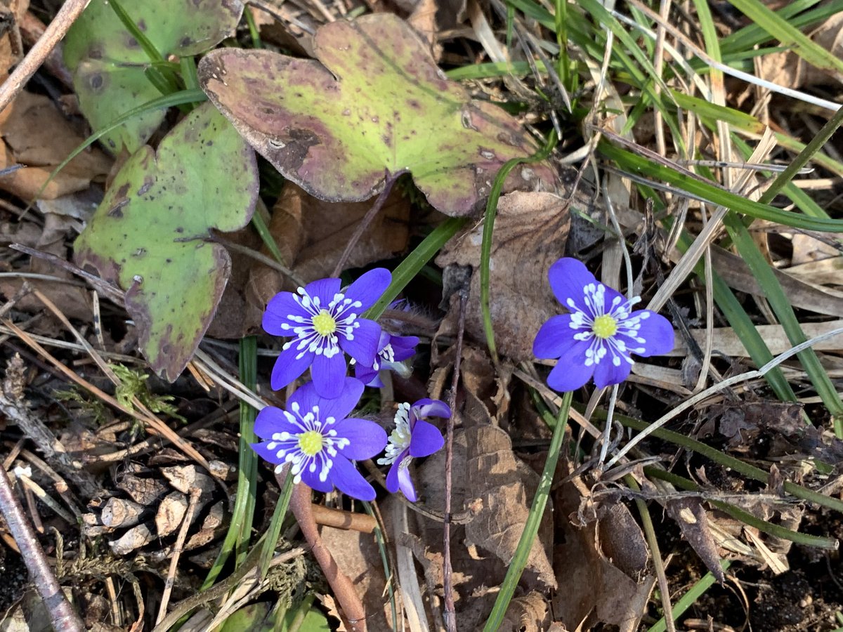 MMeistere's tweet image. Zvejniekciemā #marts #pavasaris