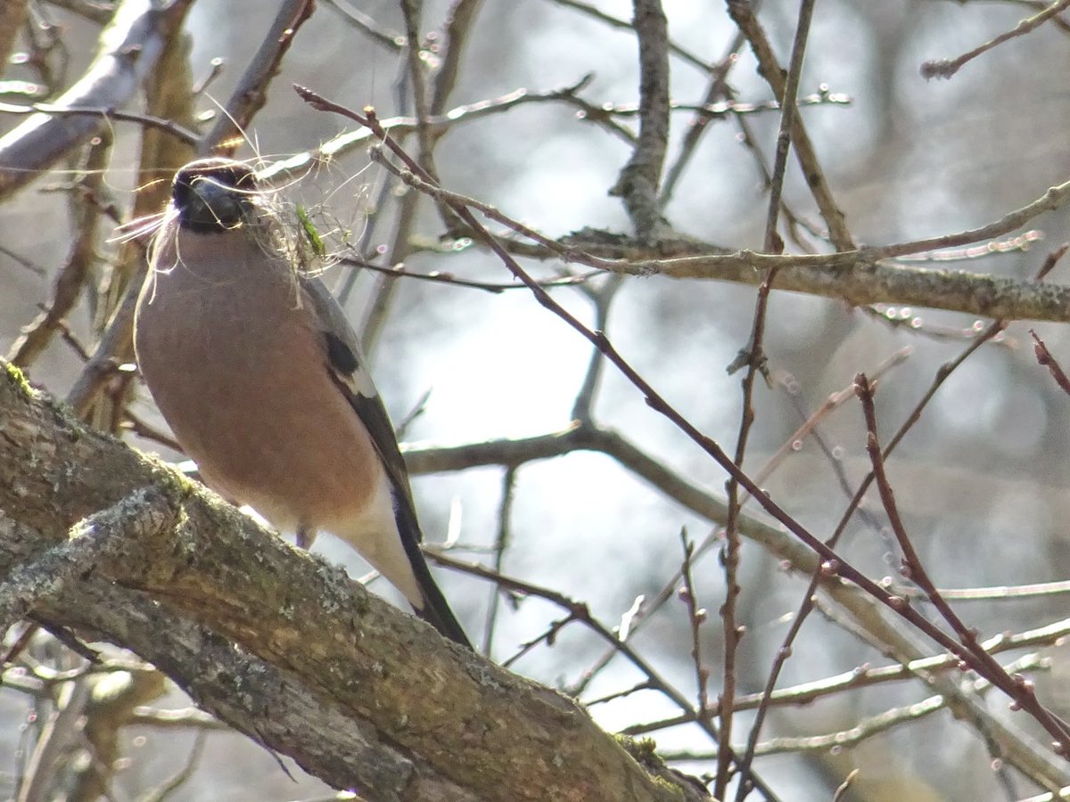 MMeistere's tweet image. Zvejniekciemā #marts #pavasaris