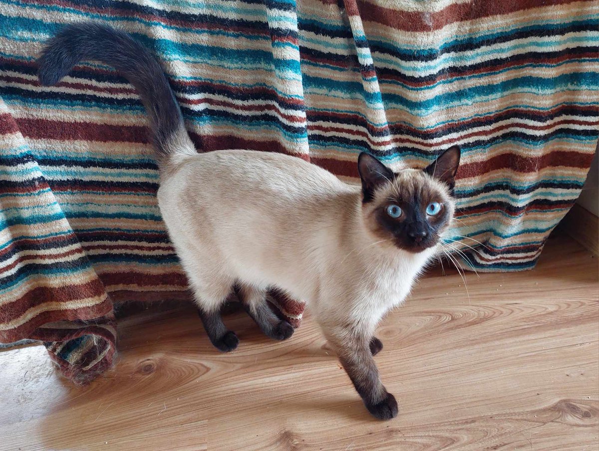 Endżi błaga o pomoc, błaga o życie!

Pilnie potrzebny lek!

pomagam.pl/edzi