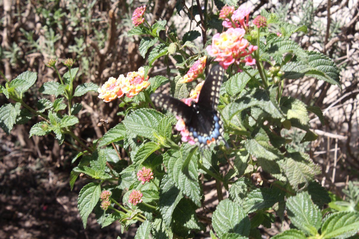 Dentro de las instalaciones de la Colonia Sustentable ¨Adiós a la Calle¨ de Fundación Código Ayuda IAP contamos con el taller de fotografía,  al día de hoy estamos muy contentos por retomar las actividades que  han resultado fructíferas para nuestra población.