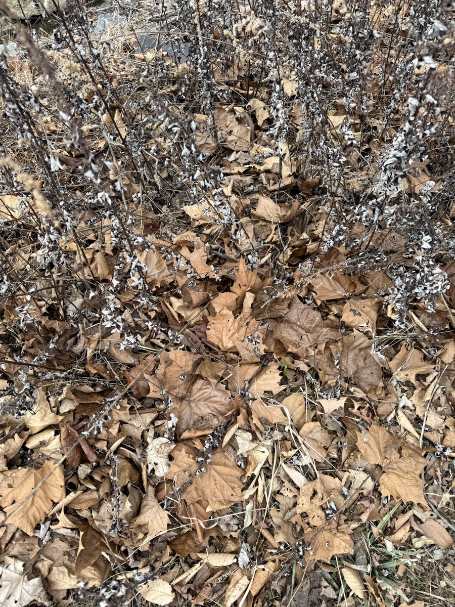 Photo’d yesterday in Hudson Valley NY. Find the snake.