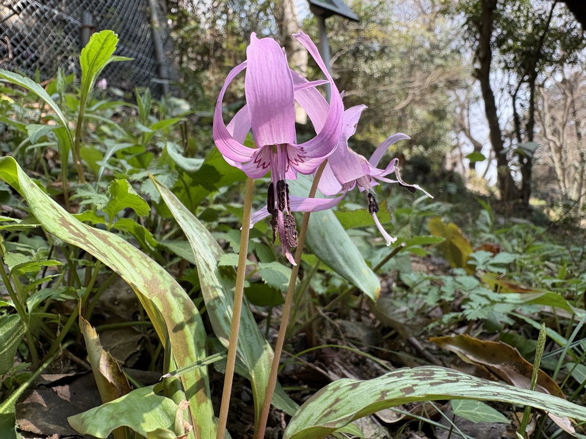 おはようございます！3月上旬の野草園の開花情報をブログにてご紹介