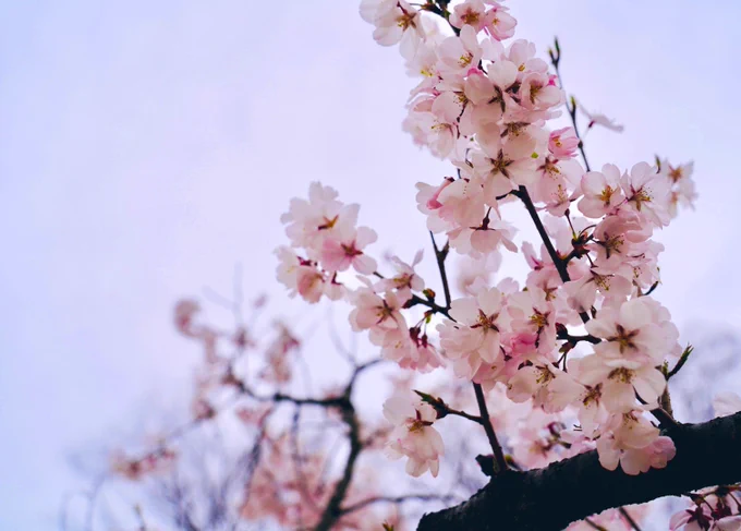 四度目の桜 