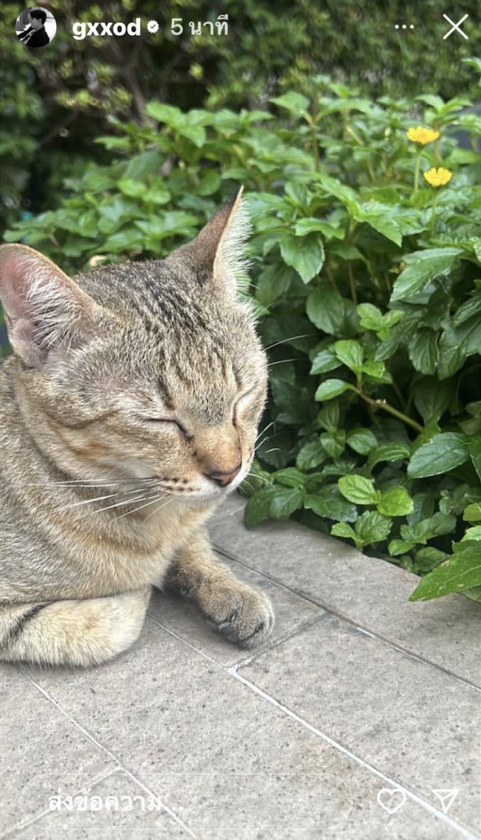 มอนิ่งเช้าวันอาทิตย์ที่สดใสคะ  🪴🍃🍌🥚🍳☕️🫖🍶                     #ก็อตอิทธิพัทธ์  #มาลีแมวเชียงใหม่