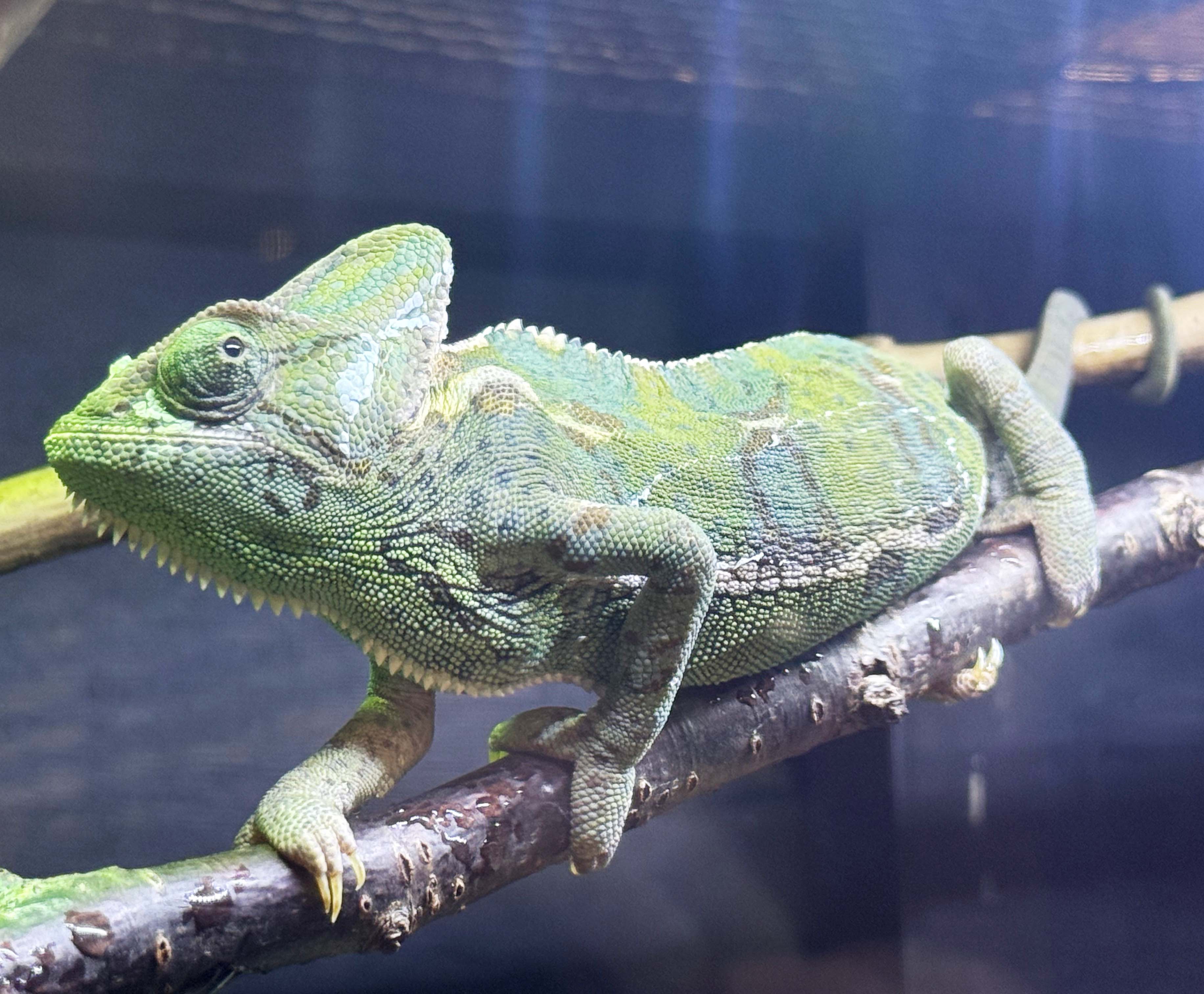 上野動物園［公式］ on X: 