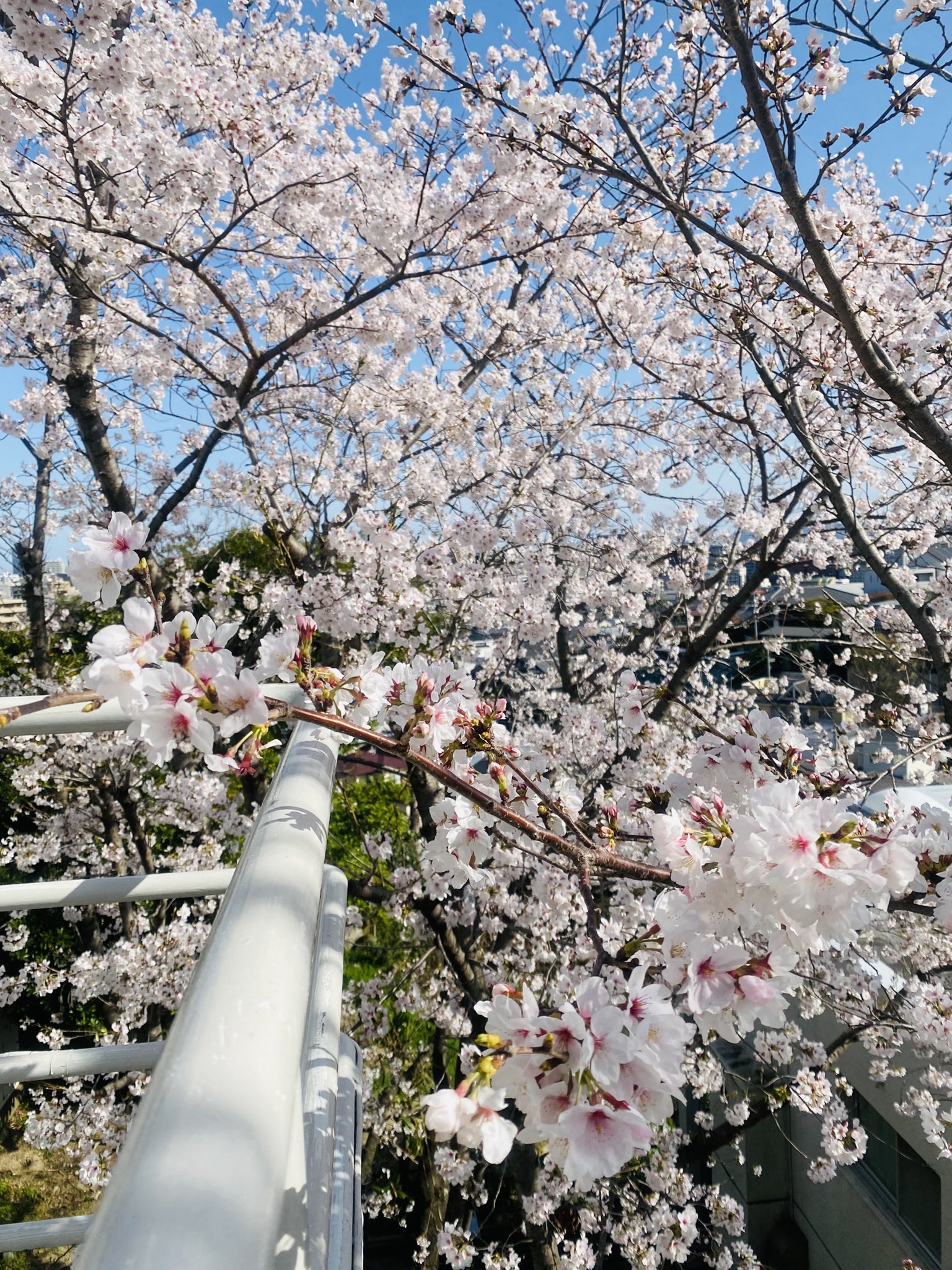 桜 PICK UP | SEIKO DREAM SQUARE | セイコーウオッチ株式会社