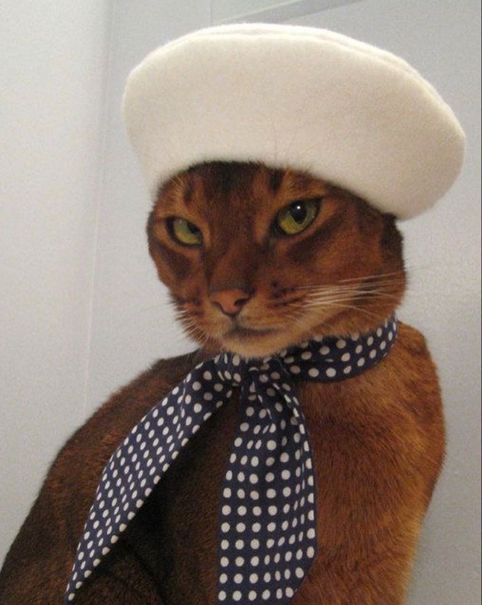 dollbodydoesoul's tweet photo. very much in my french element https://t.co/0YH047DXOd