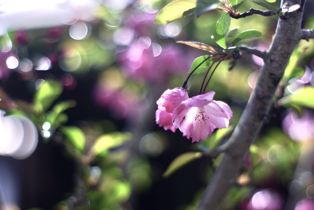 casiro_ohkita's tweet image. a mosquito #pentaxk10d #takumar